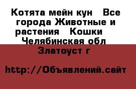 Котята мейн кун - Все города Животные и растения » Кошки   . Челябинская обл.,Златоуст г.